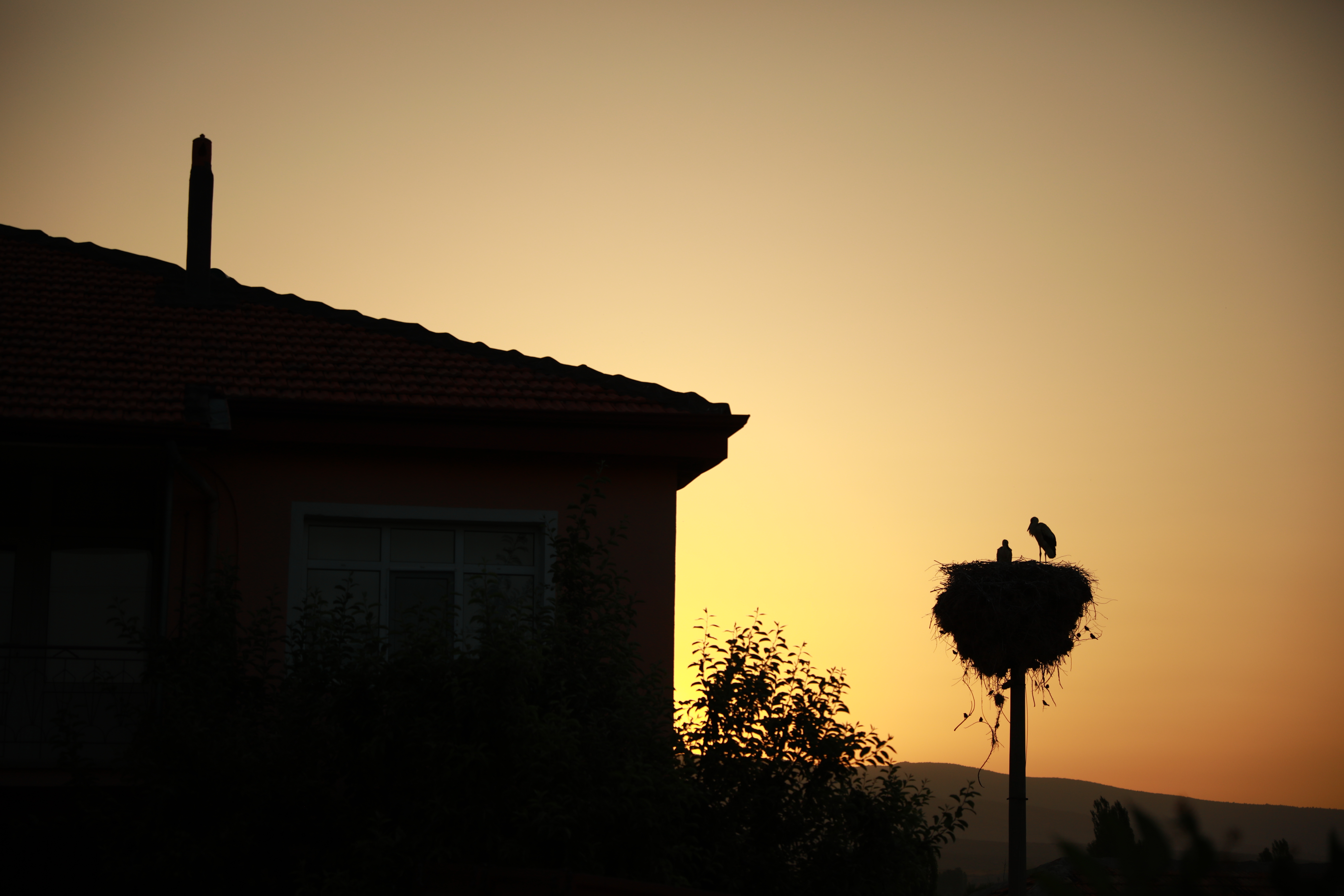 Gökhöyükte Leylekler