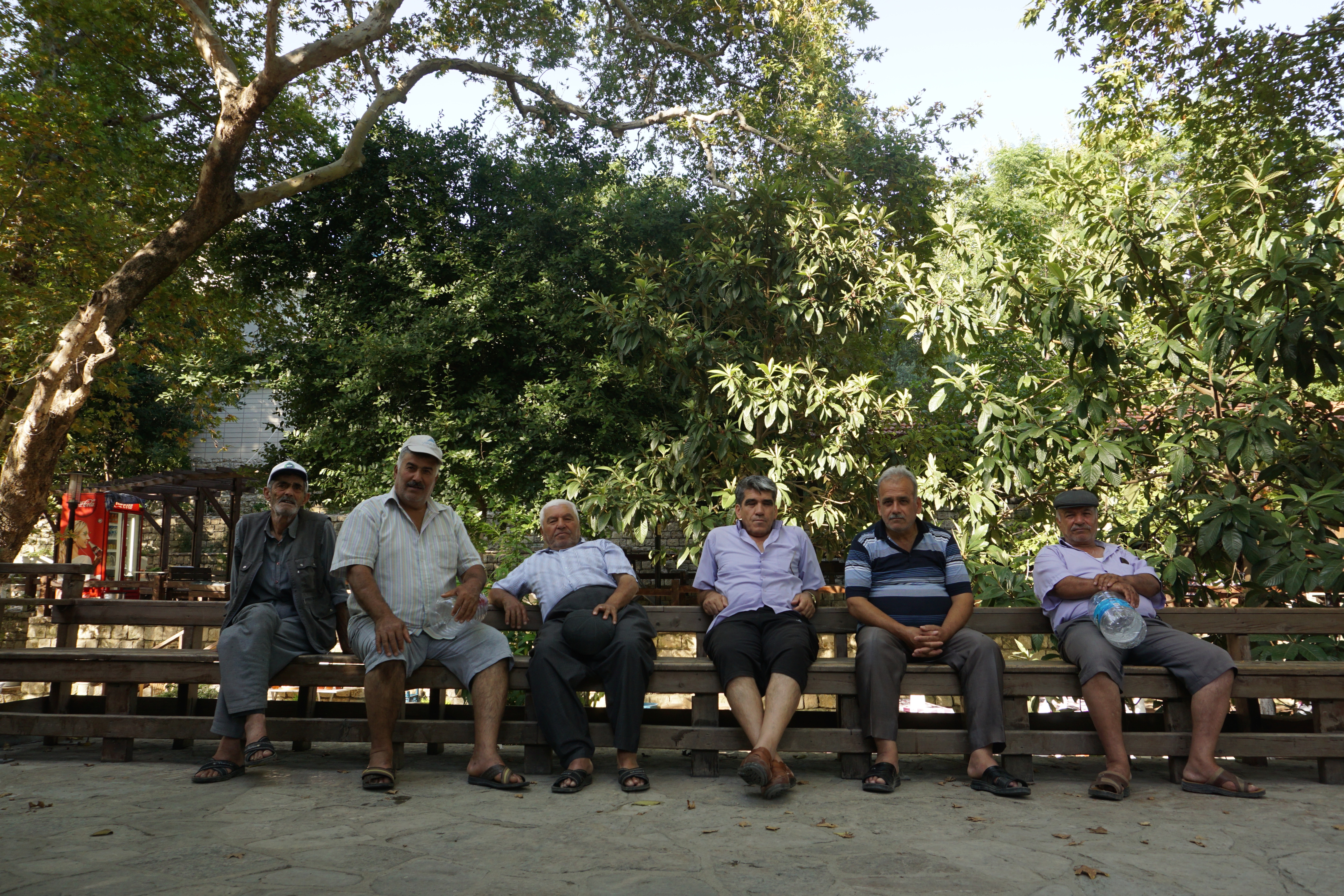 Musa Ağacının Altında